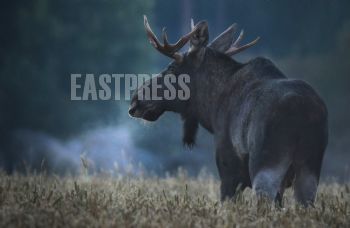 EA280882, Eastpress, Loviisa, Finland
